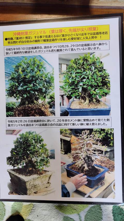 沖縄剣葉ガジュマル