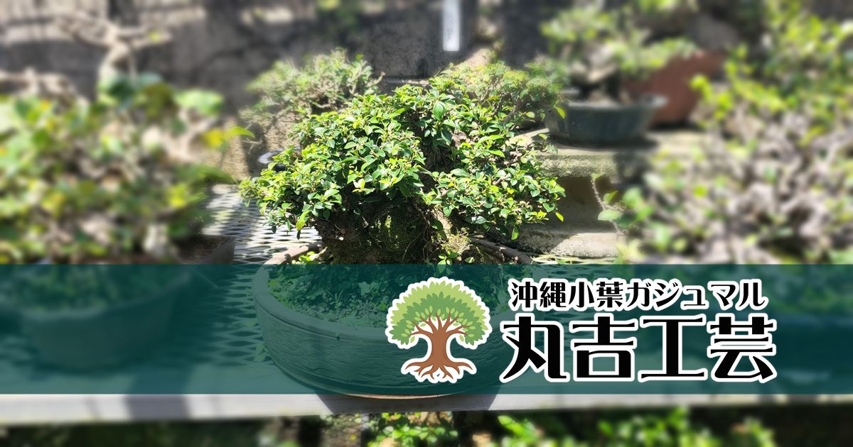 丸吉工芸｜沖縄小葉ガジュマル｜観葉植物・盆栽｜販売 | 誰でも簡単に