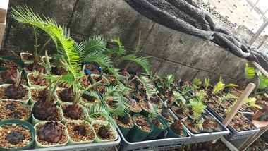 丸吉工芸の沖縄小葉ガジュマル