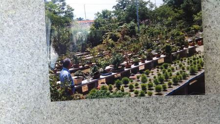 丸吉工芸の沖縄小葉ガジュマル