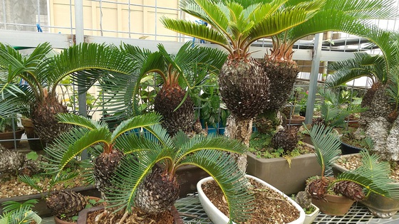丸吉工芸の沖縄小葉ガジュマル