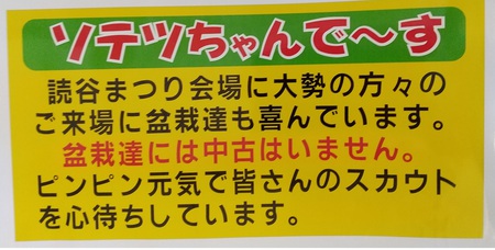 丸吉工芸の沖縄小葉ガジュマル