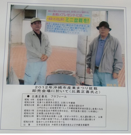 丸吉工芸の沖縄小葉ガジュマル