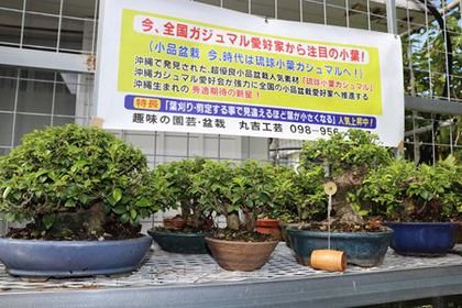 Img 1245 R