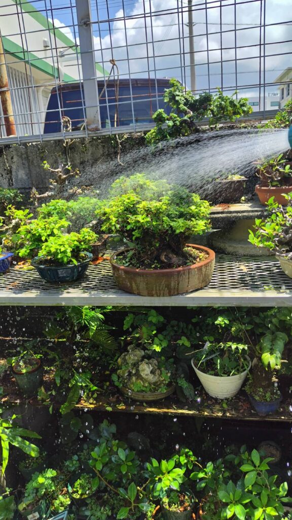 丸吉工芸の小葉ガジュマル