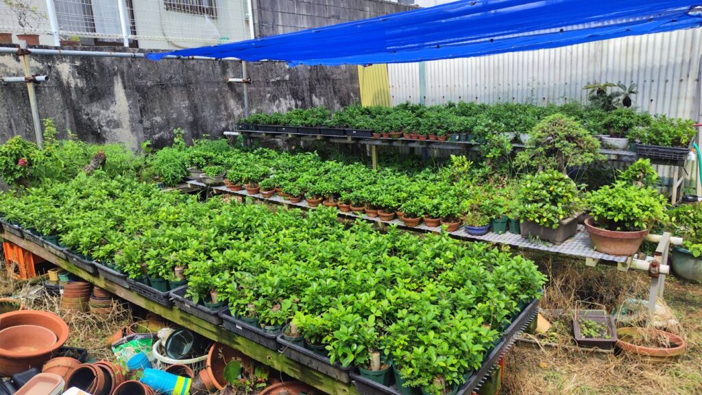 丸吉工芸の小葉ガジュマル