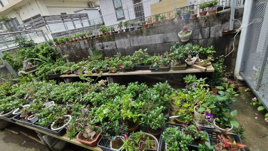 丸吉工芸の小葉ガジュマル