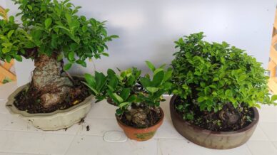 がじゅまNews | 丸吉工芸｜沖縄小葉ガジュマル｜観葉植物・盆栽