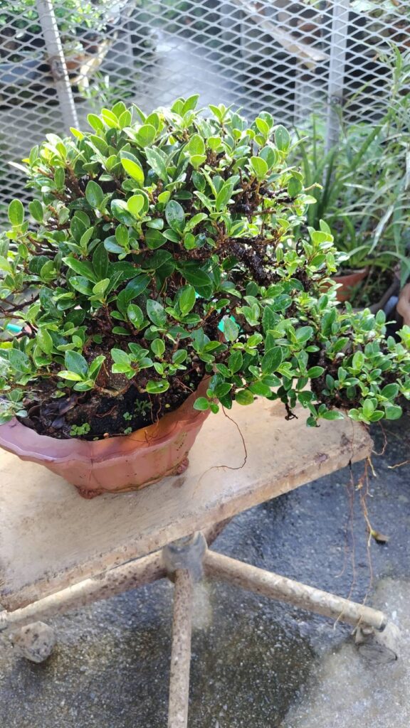 丸吉工芸の小葉ガジュマル