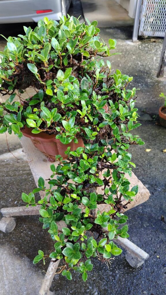 丸吉工芸の小葉ガジュマル