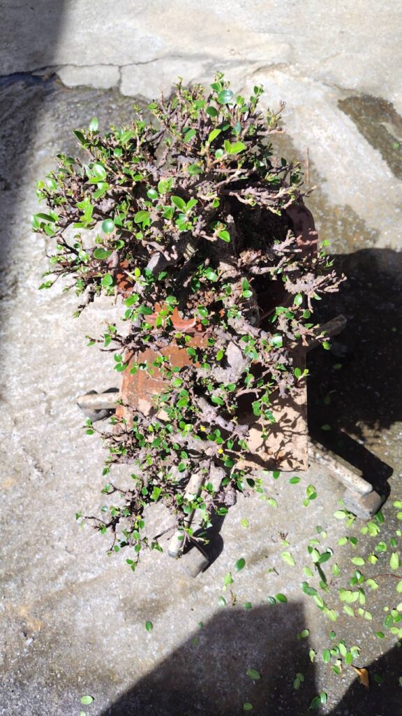 丸吉工芸の小葉ガジュマル