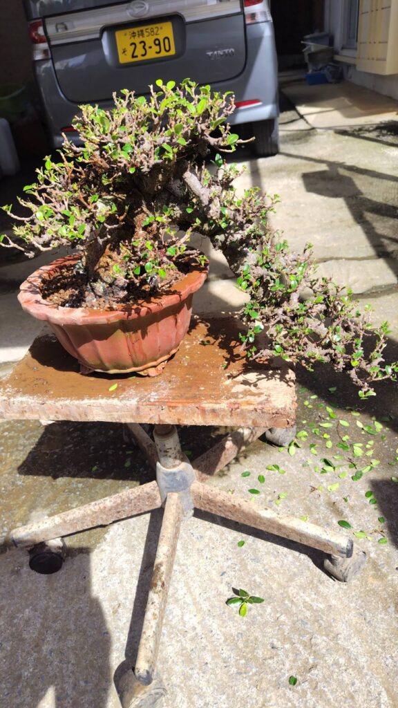 丸吉工芸の小葉ガジュマル