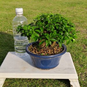 丸吉工芸の小葉ガジュマル