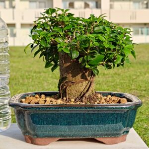 丸吉工芸の小葉ガジュマル