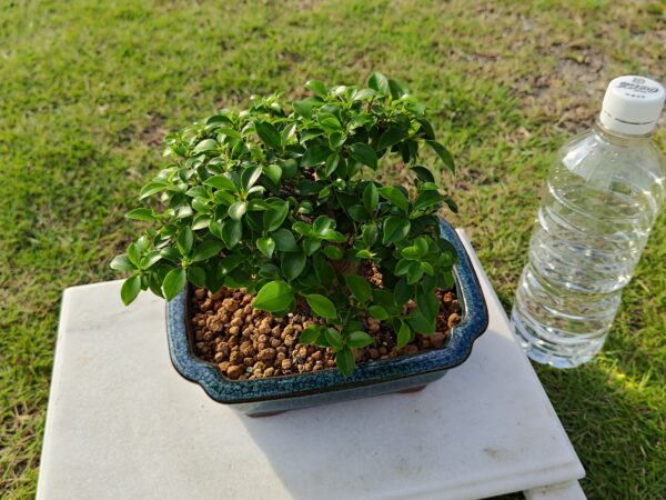 小葉ガジュマル_002 | 丸吉工芸｜沖縄小葉ガジュマル｜観葉植物・盆栽