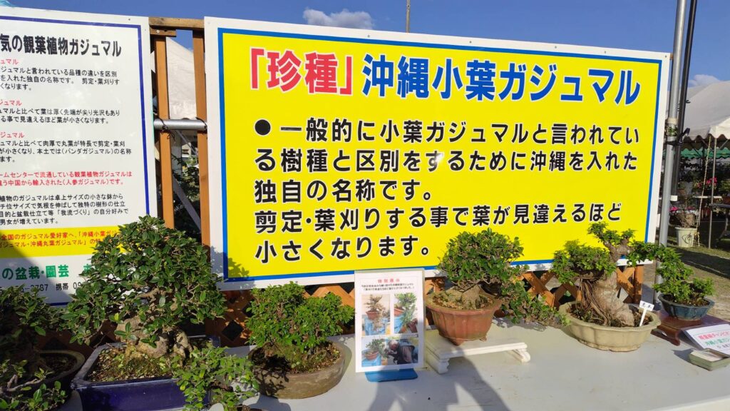 沖縄の珍種小葉ガジュマル