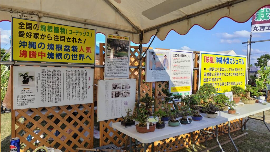 沖縄の珍種小葉ガジュマル