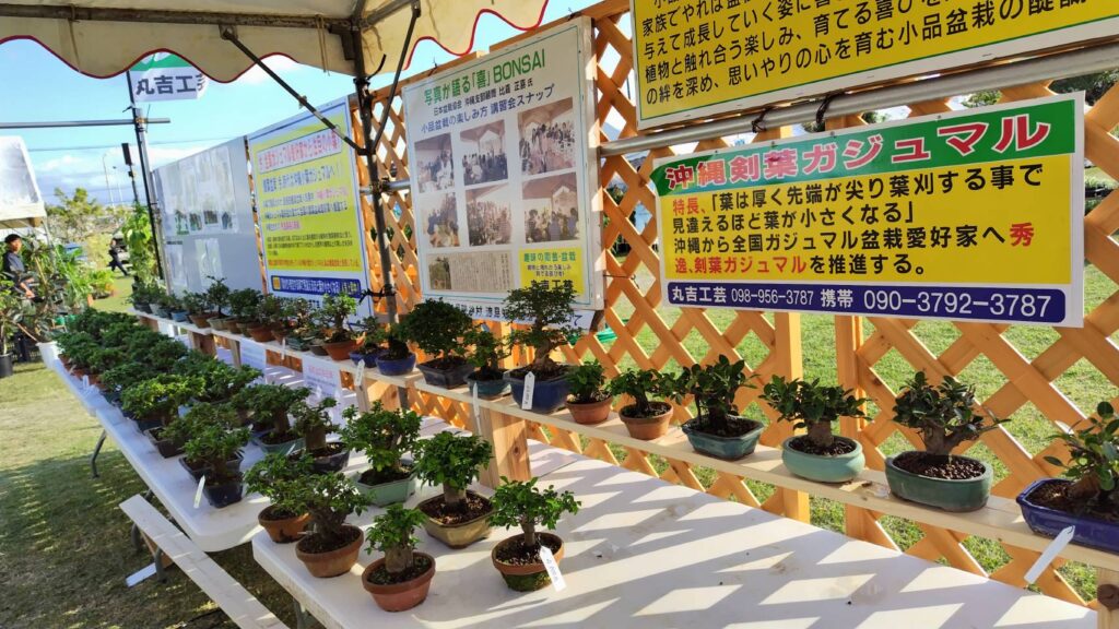 沖縄の珍種小葉ガジュマル