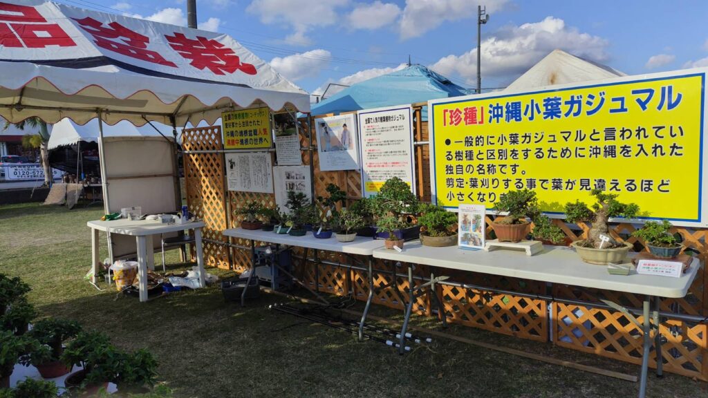 沖縄の珍種小葉ガジュマル