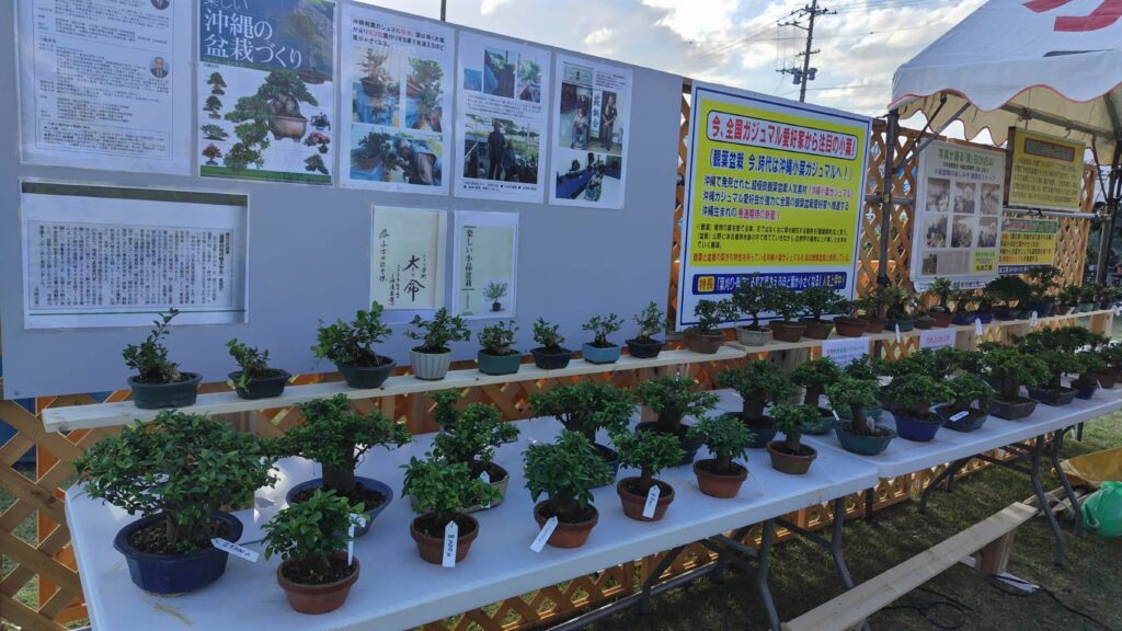 沖縄の珍種小葉ガジュマル