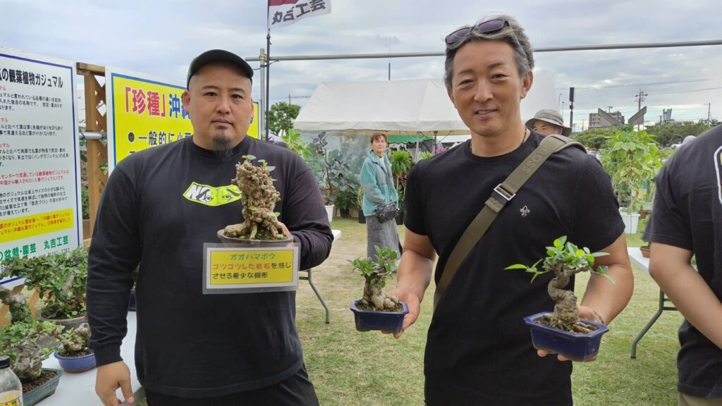 沖縄の珍種小葉ガジュマル