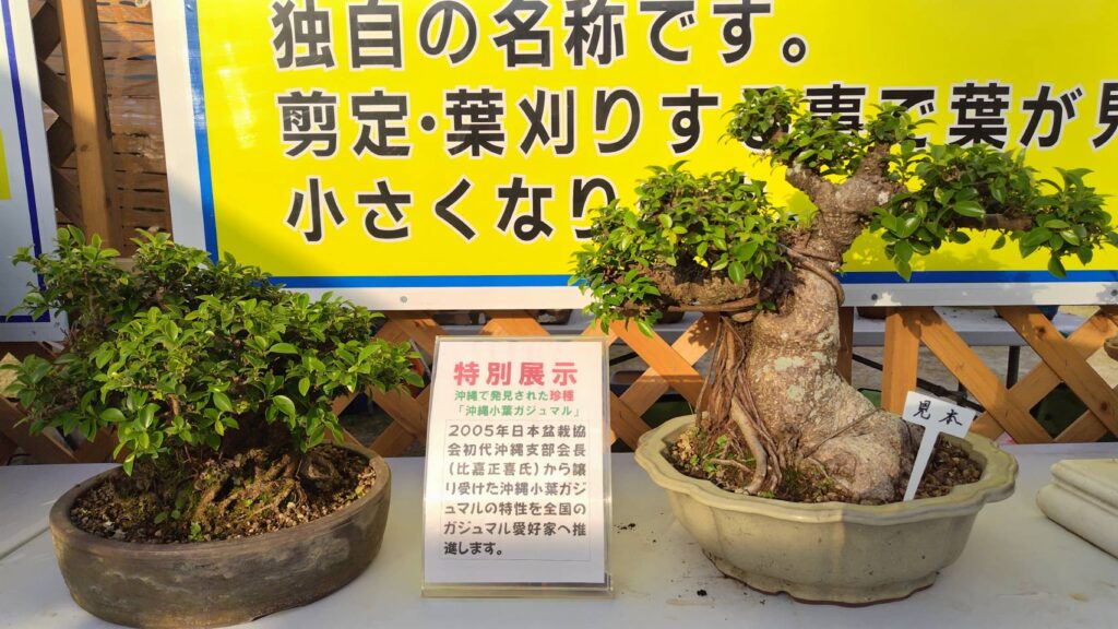 珍種の沖縄小葉ガジュマル