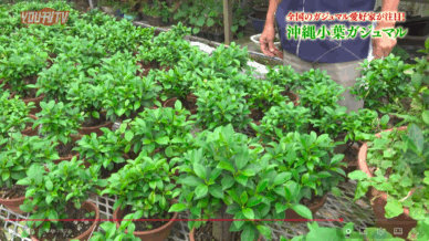 丸吉工芸｜沖縄小葉ガジュマル｜観葉植物・盆栽｜販売 | 誰でも簡単に