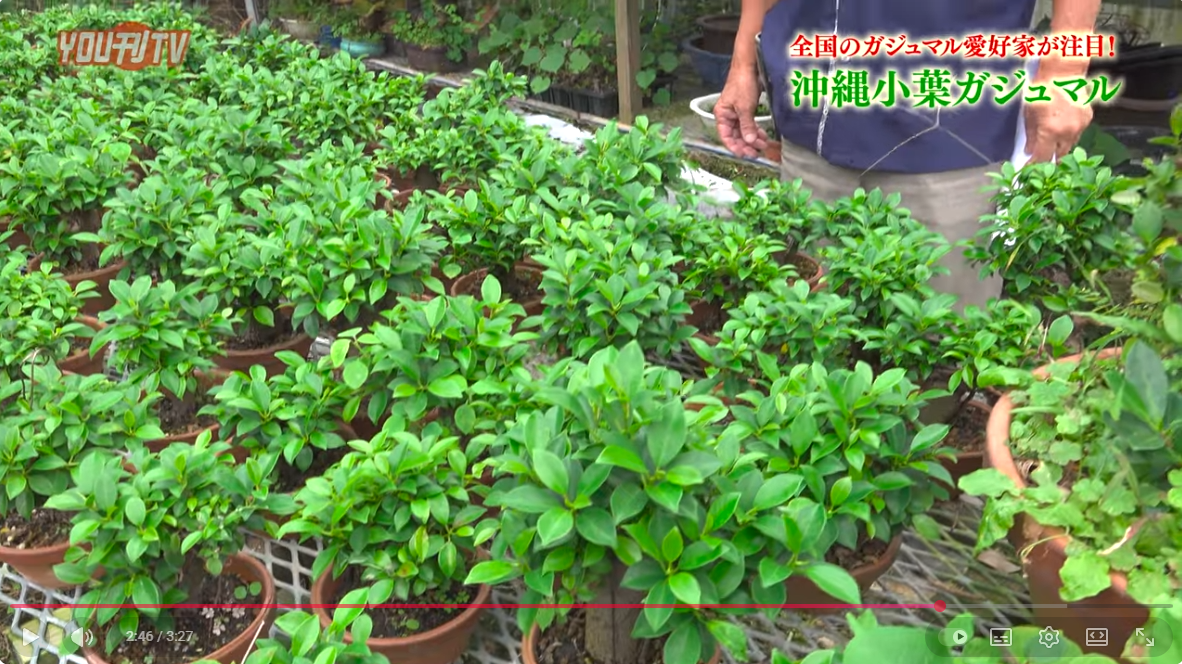 FMよみたんに取材をしていただきました。 | 丸吉工芸｜沖縄小葉