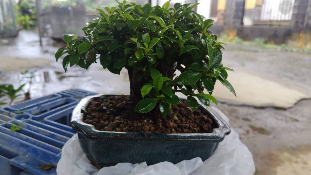 沖縄小葉ガジュマルには恵みの雨