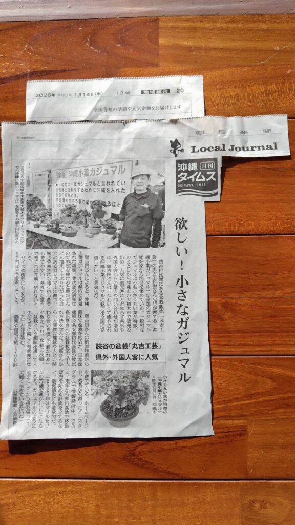 沖縄小葉ガジュマル朝日新聞の記事