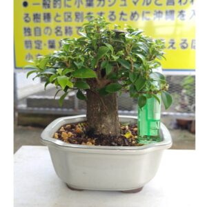 沖縄小葉ガジュマル