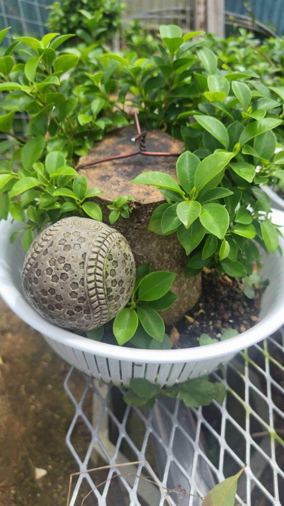 沖縄小葉ガジュマル