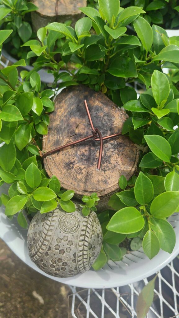沖縄小葉ガジュマル