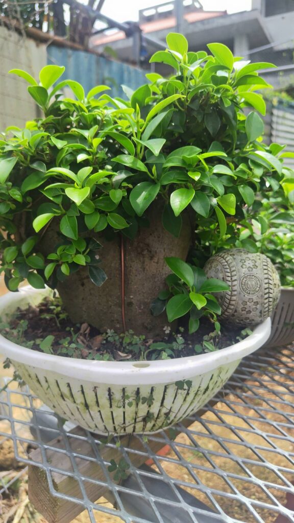 沖縄小葉ガジュマル