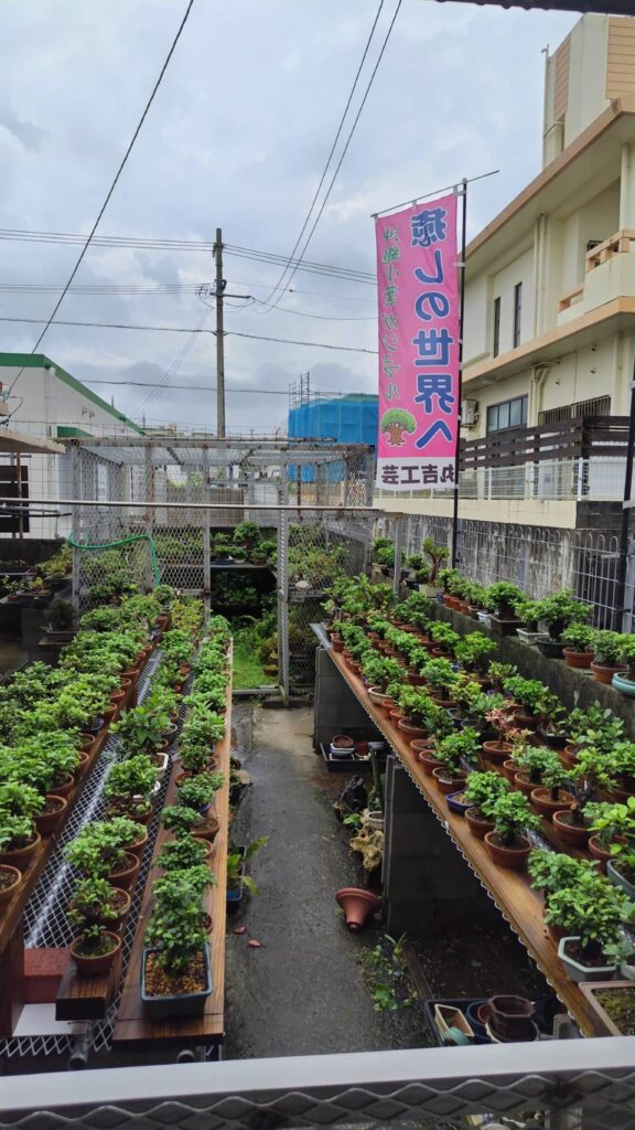 沖縄小葉ガジュマルの丸吉工芸の農園