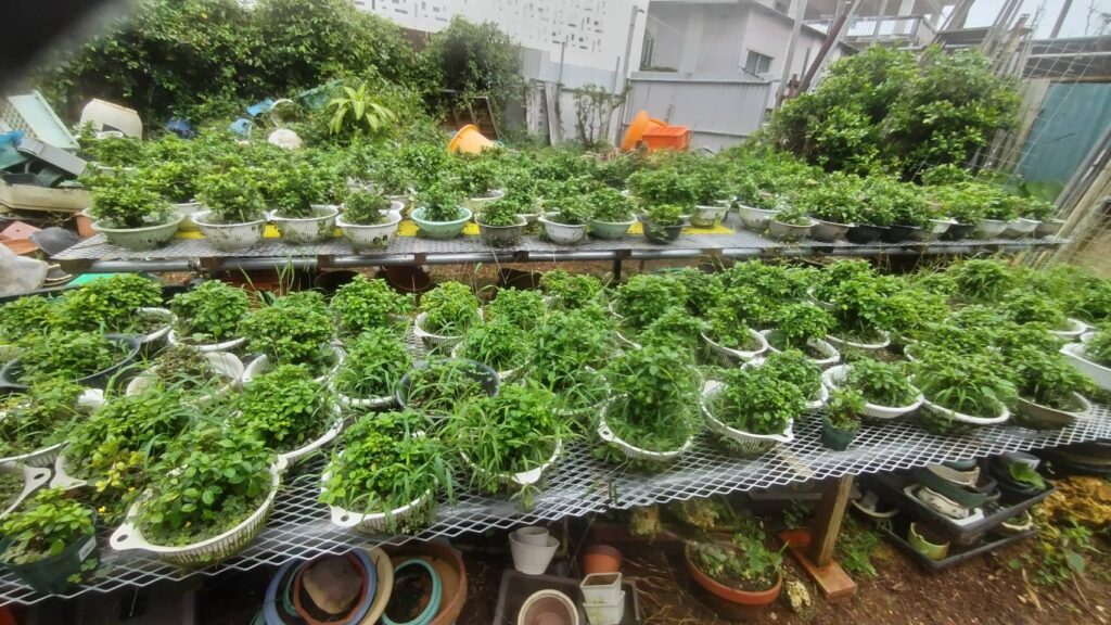 沖縄小葉ガジュマルの丸吉工芸の農園