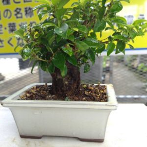 沖縄小葉ガジュマル006
