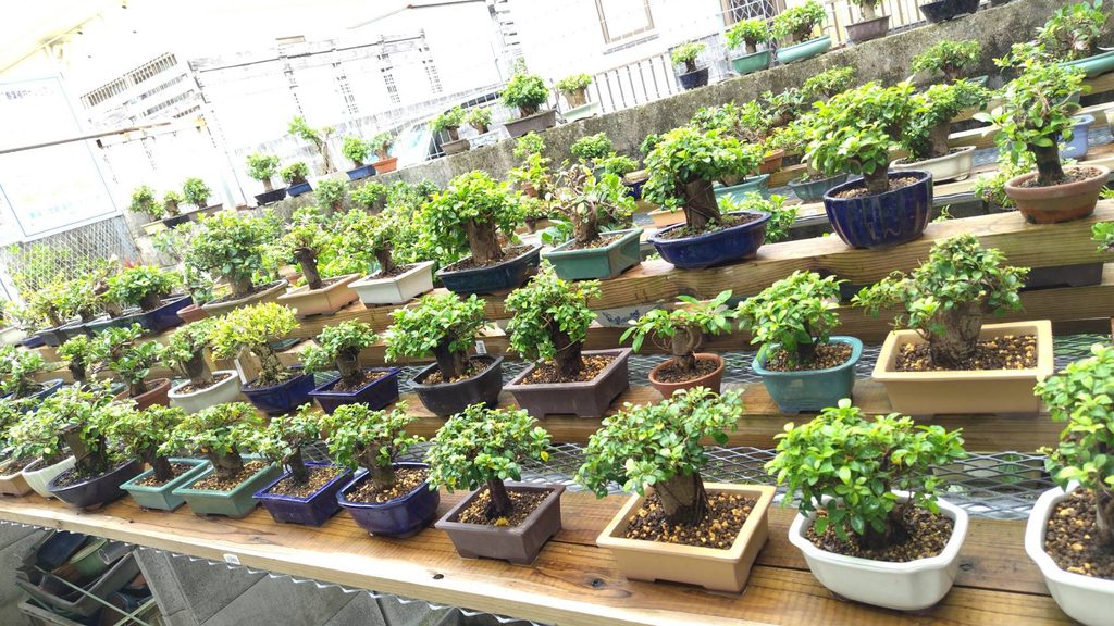 沖縄小葉ガジュマル葉刈りと植え替え