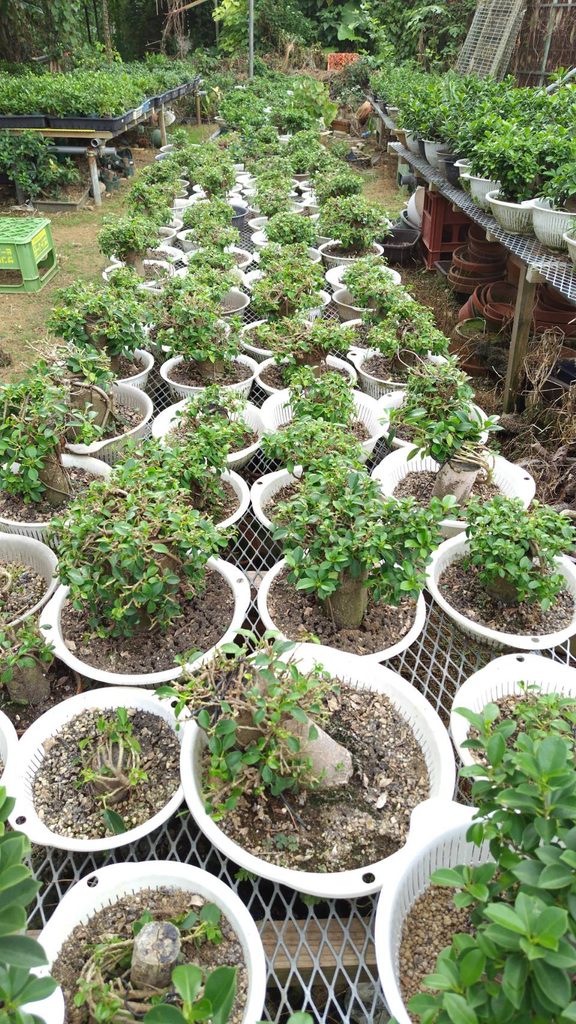 沖縄小葉ガジュマル葉刈りと植え替え